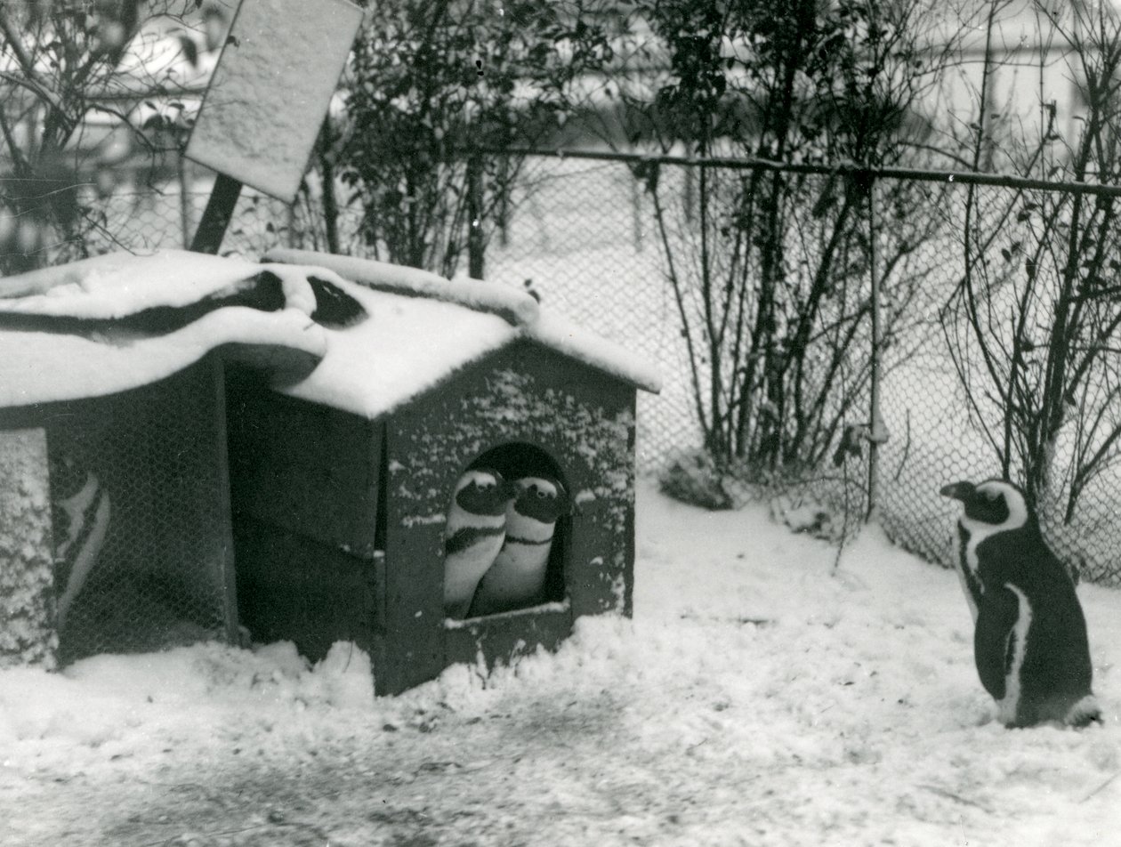 Dois pinguins de patas negras ameaçados de olhar para fora de sua caixa de nidificação, na neve, enquanto outro olha, London Zoo, 1924 de Frederick William Bond