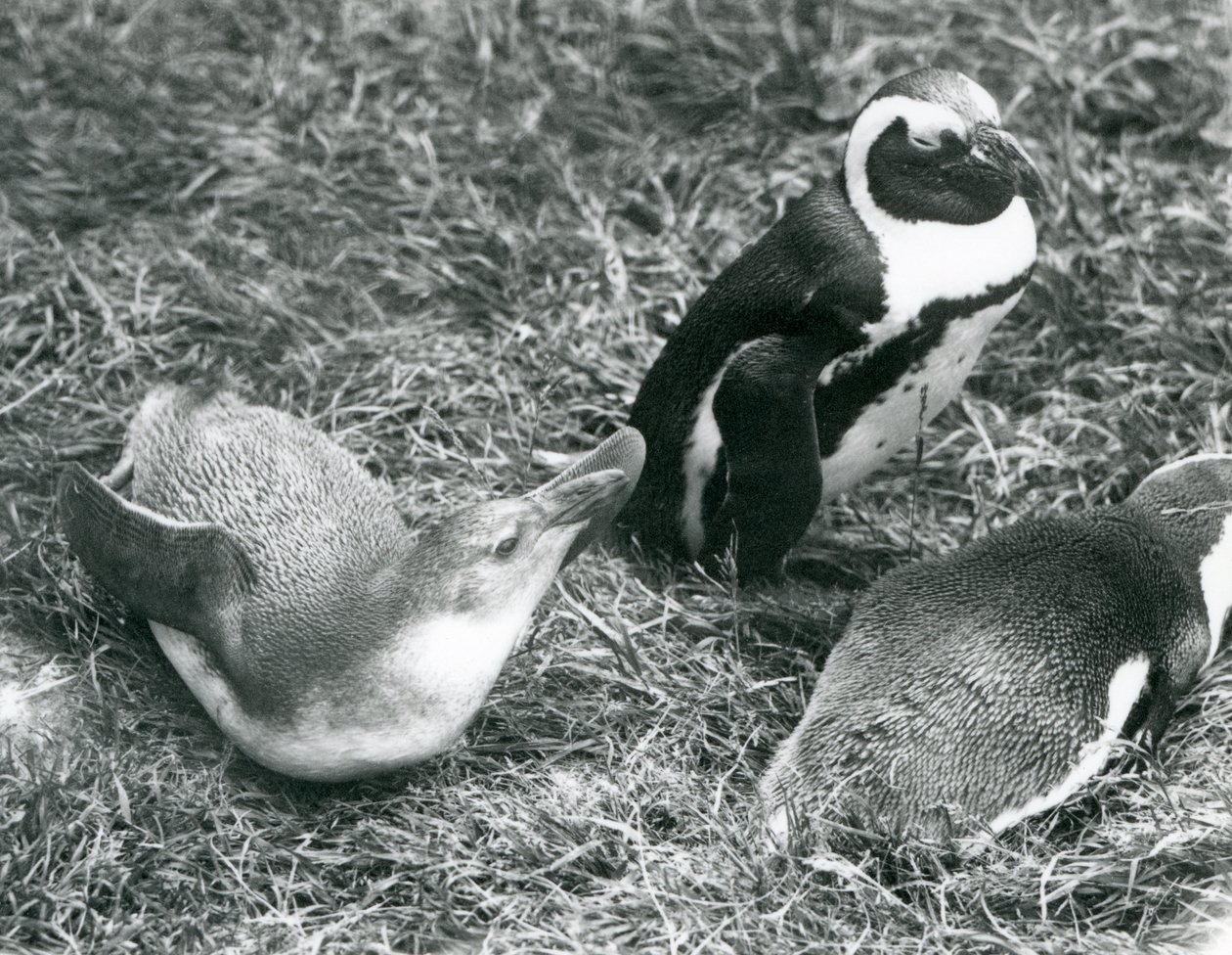 Dois juvenis e um adulto Black-footed Jackass Pinguins africanos, sentado e deitado na grama, no zoológico de Londres de abril de 1925 de Frederick William Bond