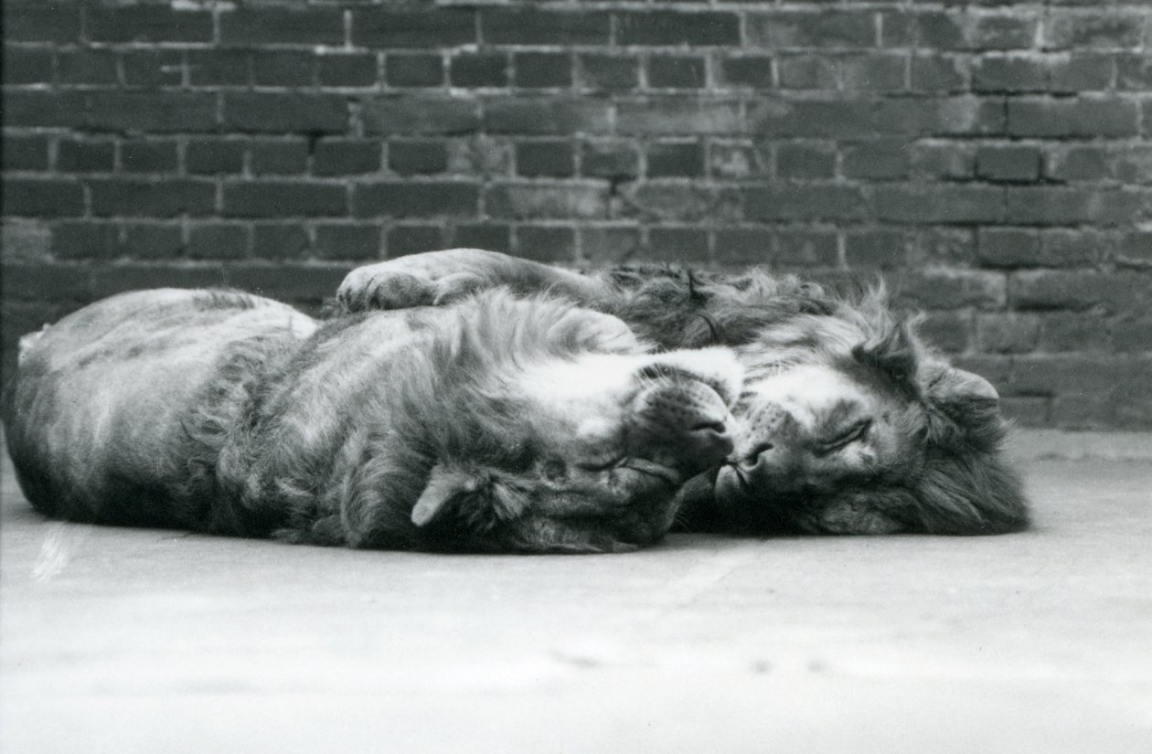 Dois leões deitados para dormir com as patas à volta um do outro, no Jardim Zoológico de Londres de Frederick William Bond