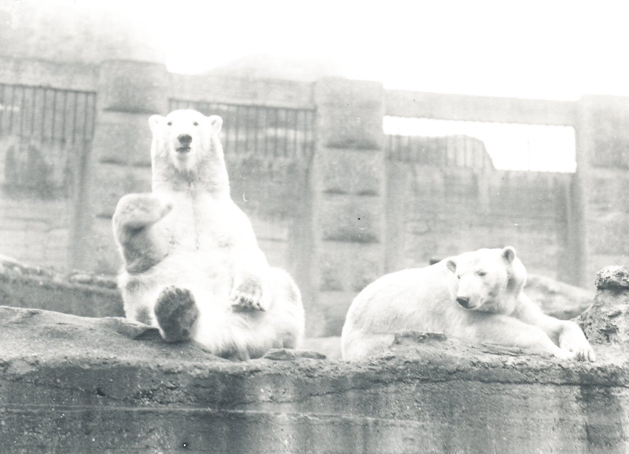 Dois ursos polares no ZSL London Zoo, 1927 de Frederick William Bond