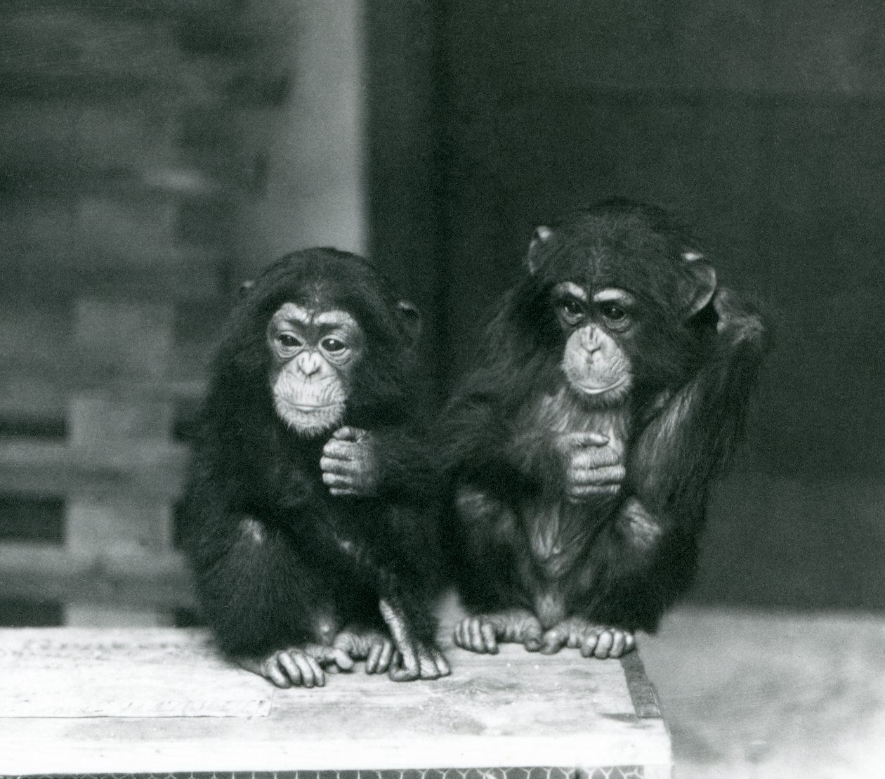 Dois, jovem, chimpanzés, sentando, ligado, um, crate madeira, londres, jardim zoológico, 1924 de Frederick William Bond