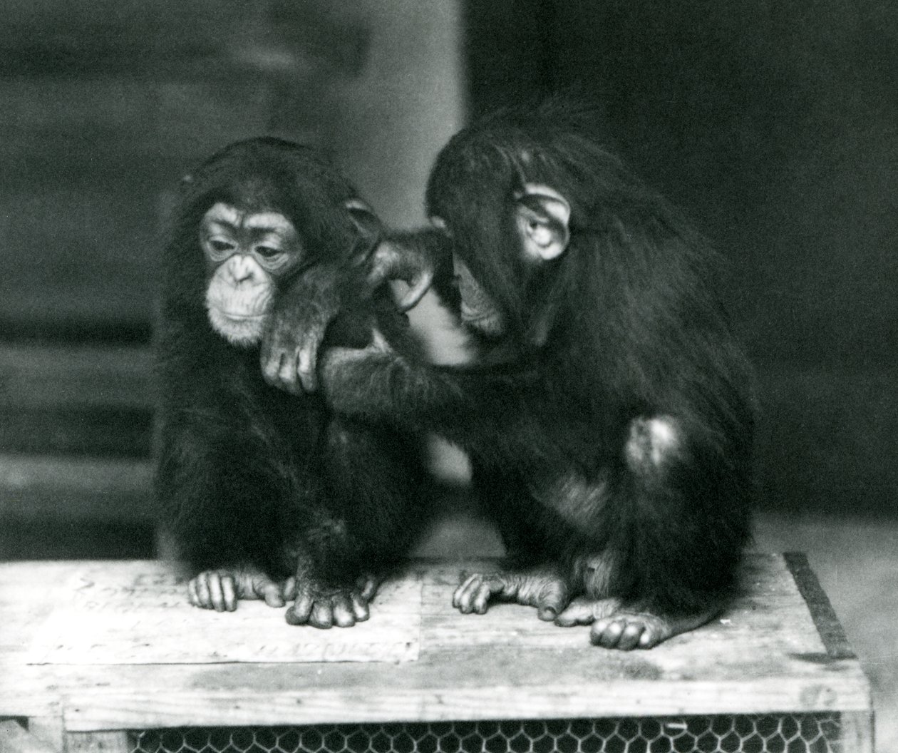 Dois, jovem, chimpanzés, sentando, ligado, um, crate madeira, londres, jardim zoológico, 1924 de Frederick William Bond