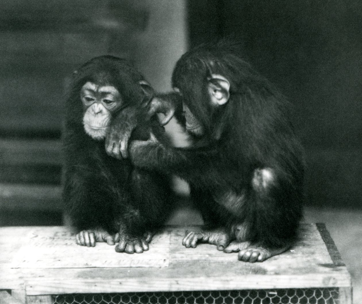 Dois jovens Chimpanzés sentados numa caixa de madeira. Um senta-se quieto enquanto o outro se senta a pele, no jardim zoológico de Londres. de Frederick William Bond