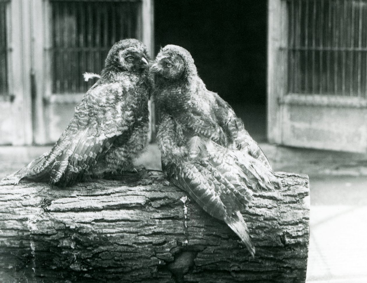 Duas jovens Corujas Cinzentas, também conhecidas como Corujas da Lappa ou Lapp Owl, de frente um para o outro, sentadas num tronco, Jardim Zoológico de Londres, Agosto de 1926 (foto a p/b) de Frederick William Bond