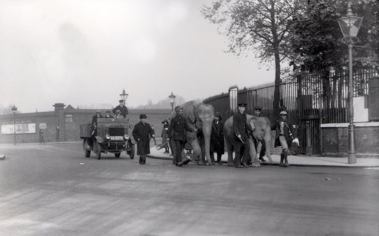 Andando um par de elefantes das docas em 1923 para ZSL London Zoo, a última vez que isso já foi feito de Frederick William Bond