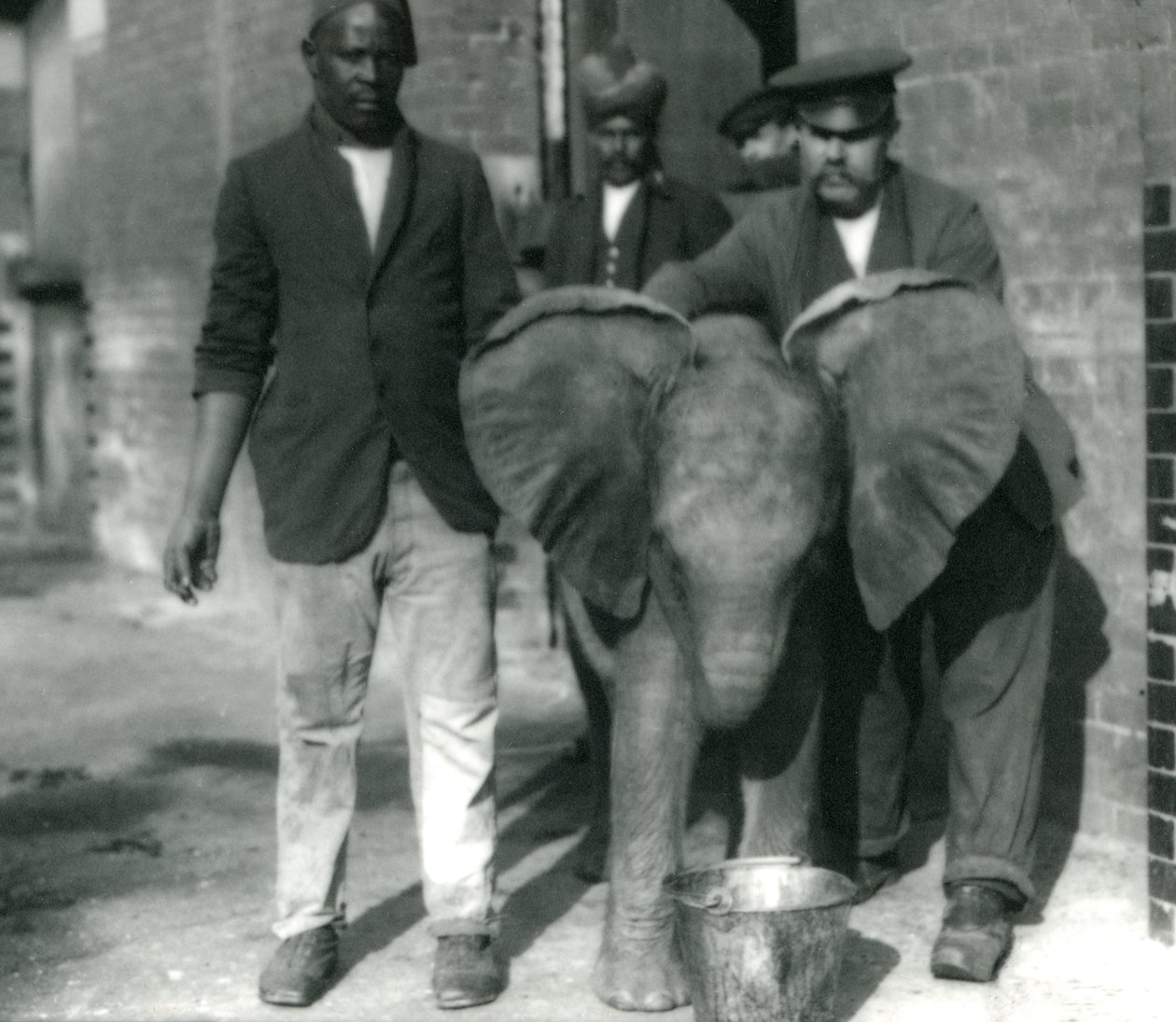 Elefante Africano jovem Kiberenge, bebendo de um balde, com treinadores Darish e Syed Ali e Keeper H. Robertson em 1923 de Frederick William Bond
