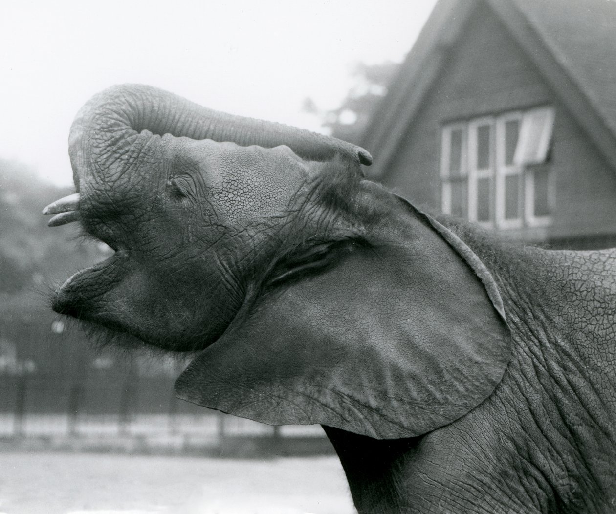 Elefante africano novo Kiberenge que levanta seu tronco e que chama, jardim zoológico de Londres, agosto 1925 de Frederick William Bond