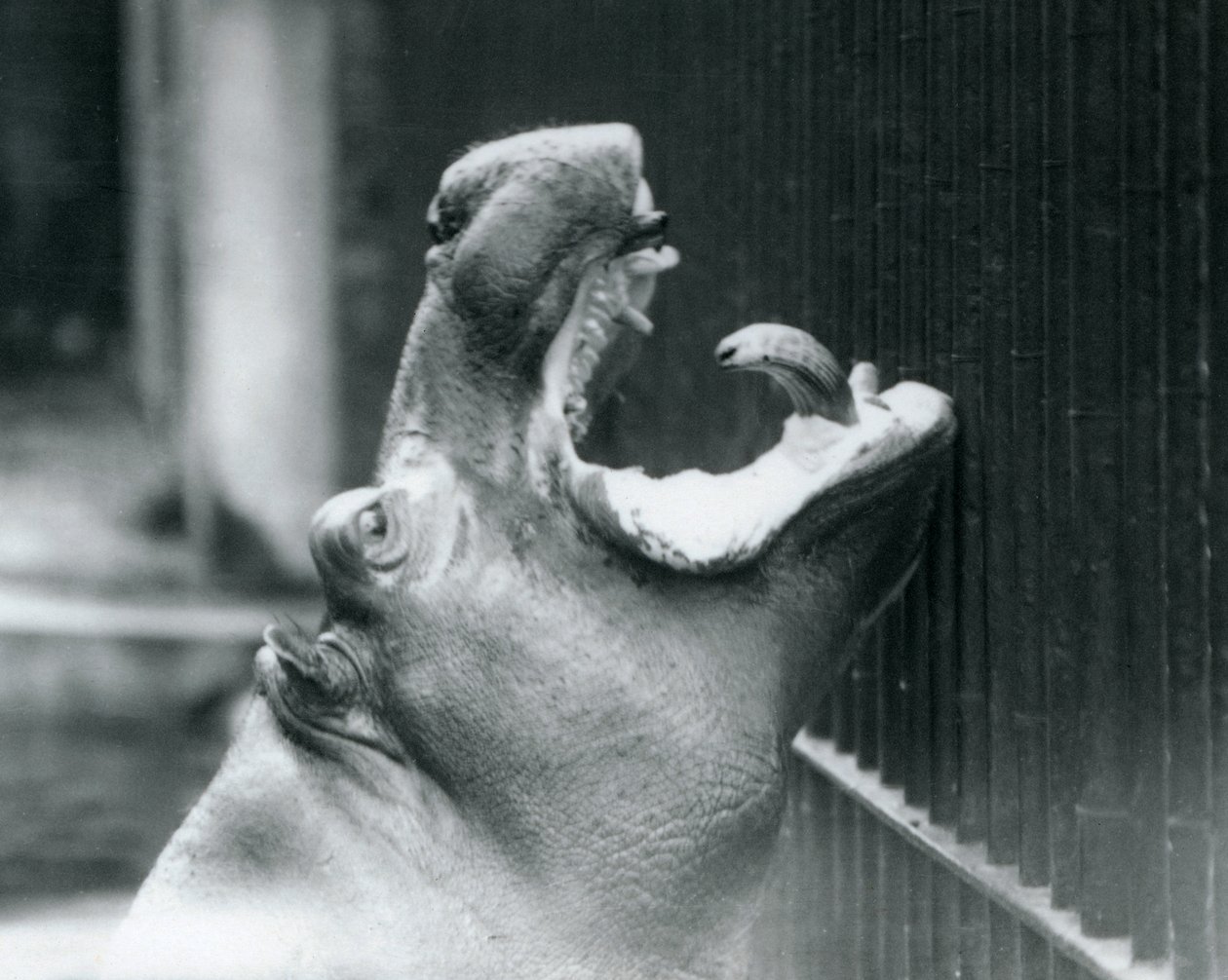 Jovem hipopótamo Bobbie no zoológico de Londres, 1927 de Frederick William Bond