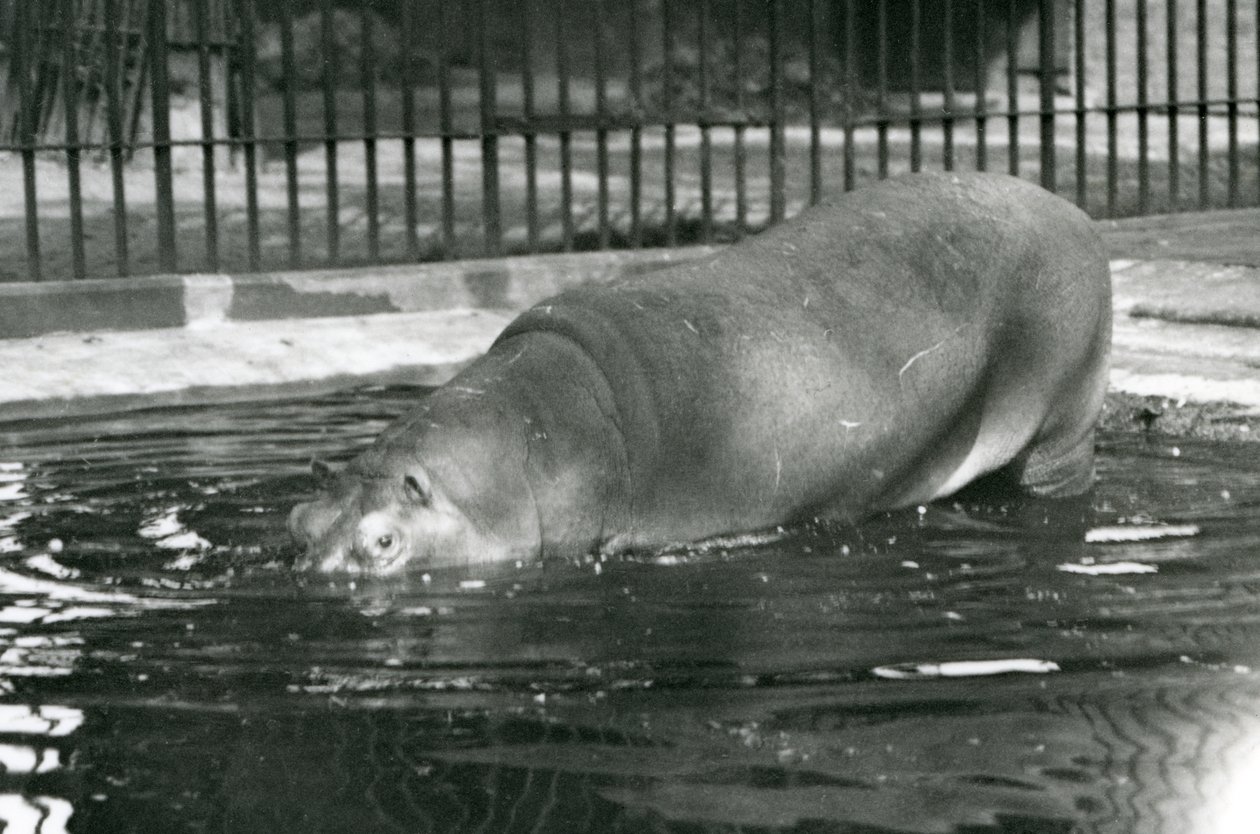 Jovem hipopótamo Bobbie entrando em sua piscina no zoológico de Londres em agosto de 1927 de Frederick William Bond