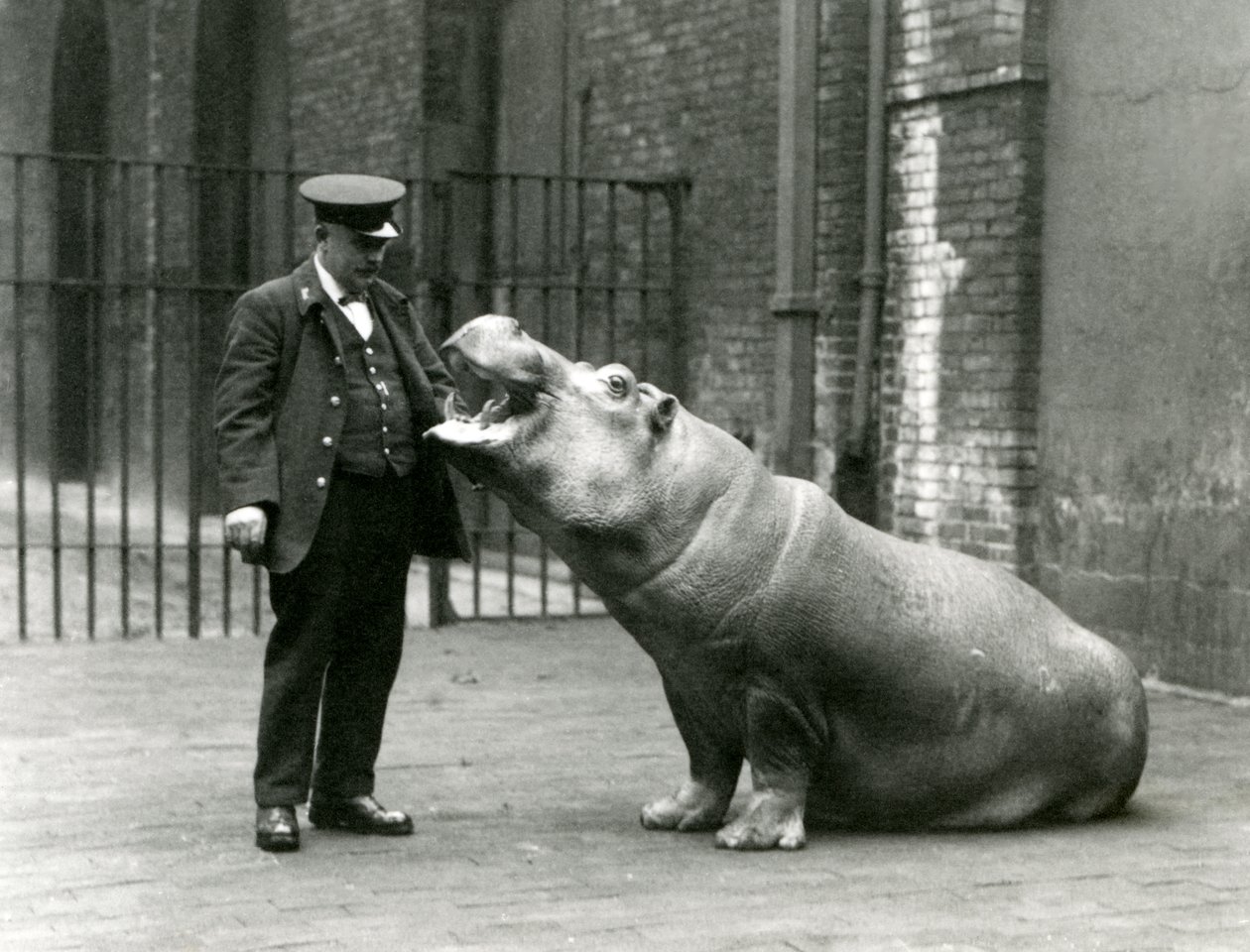 Jovem hipopótamo Bobbie sentado para o goleiro Ernie Bowman, zoológico de Londres, julho de 1923 (foto bw) de Frederick William Bond