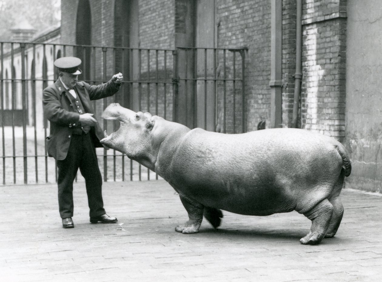 Jovem hipopótamo Bobbie com goleiro Ernie Bowman, zoológico de Londres, julho de 1923 (foto bw) de Frederick William Bond