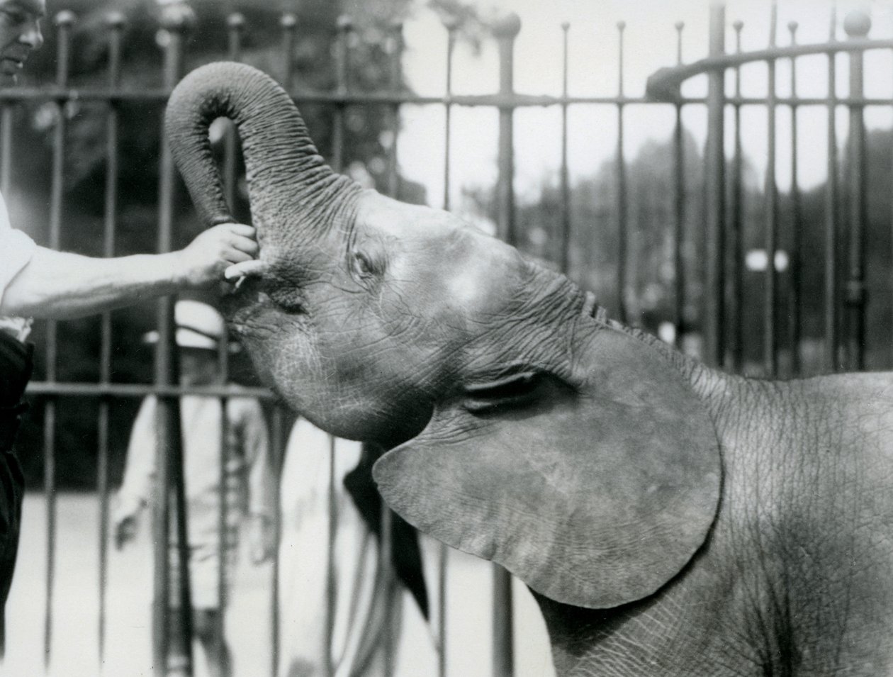 Jovem fêmea elefante pigmeu Africano Oojah sendo dado um deleite, zoológico de Londres, de julho de 1925 de Frederick William Bond