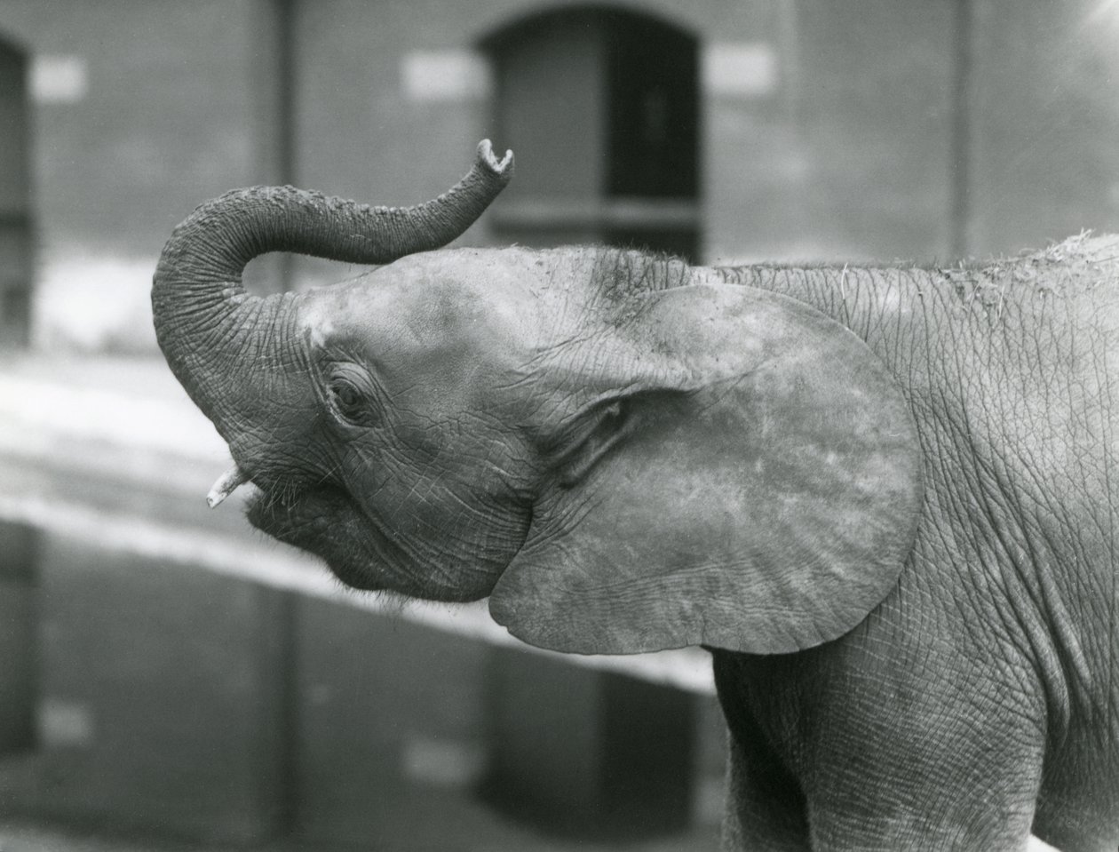 Jovem fêmea elefante pigmeu Africano Oojah levantando seu tronco no zoológico de Londres, de julho de 1925 de Frederick William Bond