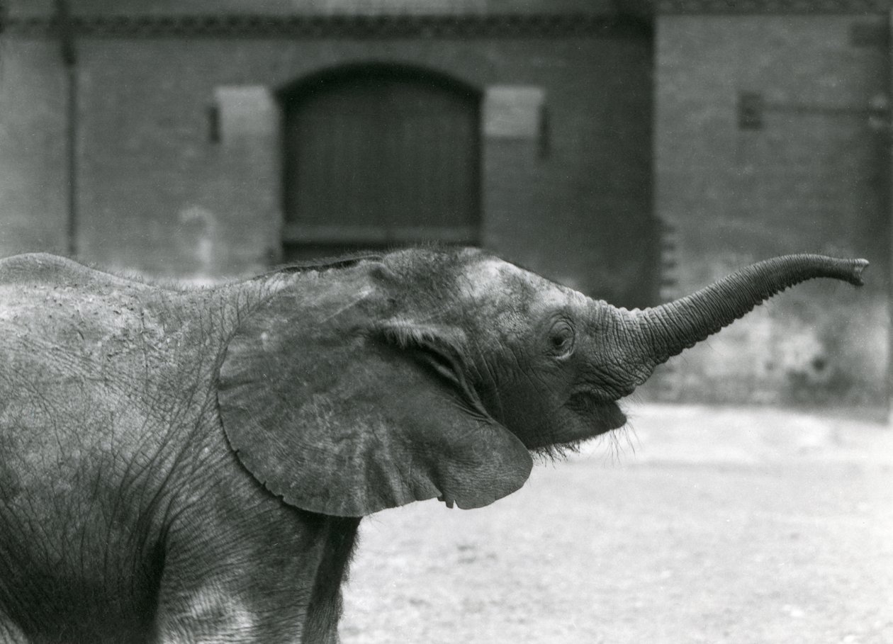 Jovem fêmea africana pigmeu elefante Oojah levantando o tronco para um deleite no zoológico de Londres, de julho de 1925 de Frederick William Bond