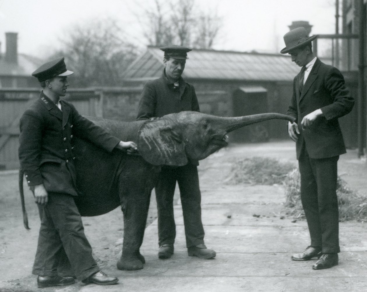 Jovem fêmea elefante pigmeu Africano Oojah levantando o tronco para um deleite no zoológico de Londres, em junho de 1925 de Frederick William Bond