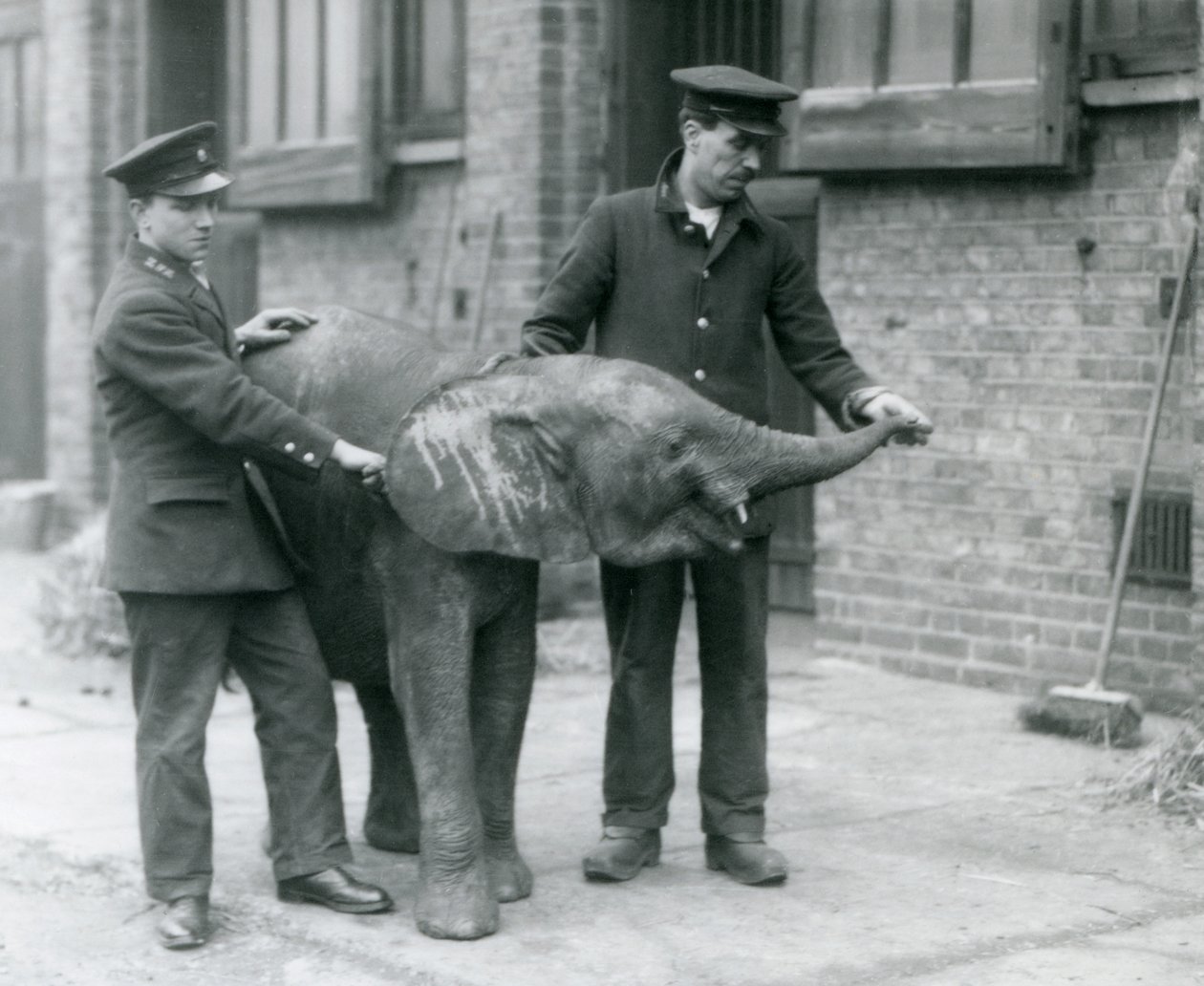 Jovem fêmea elefante pigmeu Africano Oojah levantando seu tronco para um deleite de seus guardiões no zoológico de Londres, de abril de 1925 de Frederick William Bond