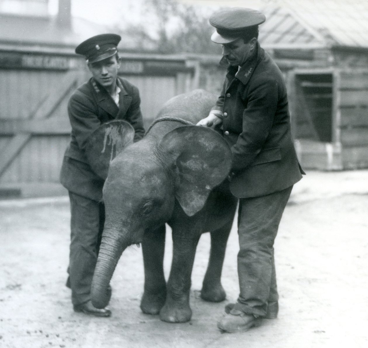 Jovem fêmea africana pigmeu elefante Oojah com dois guardiões no zoológico de Londres em abril de 1925 de Frederick William Bond