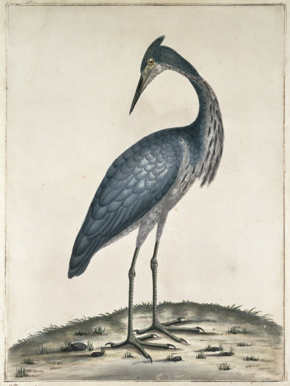 A Heron, 1789 (wc e tinta no papel) de Frederick William Hayes