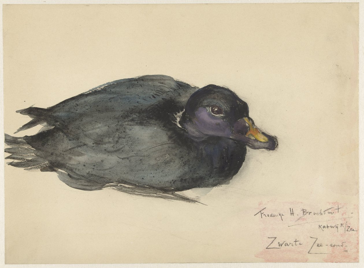 escoteiro preto de Frederika Henriëtte Broeksmit