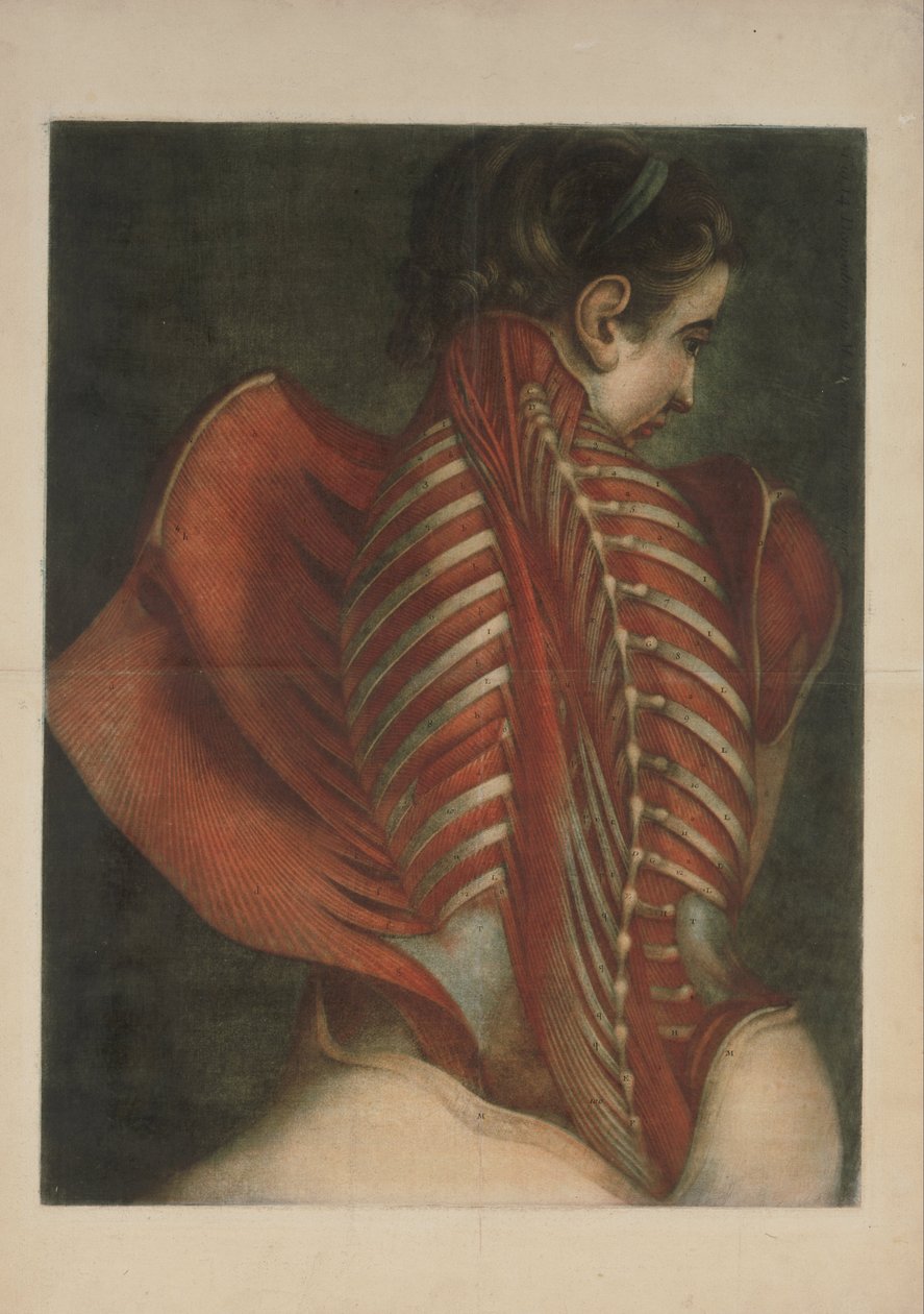 Músculos das costas de Jacques Fabien Gautier dAgoty