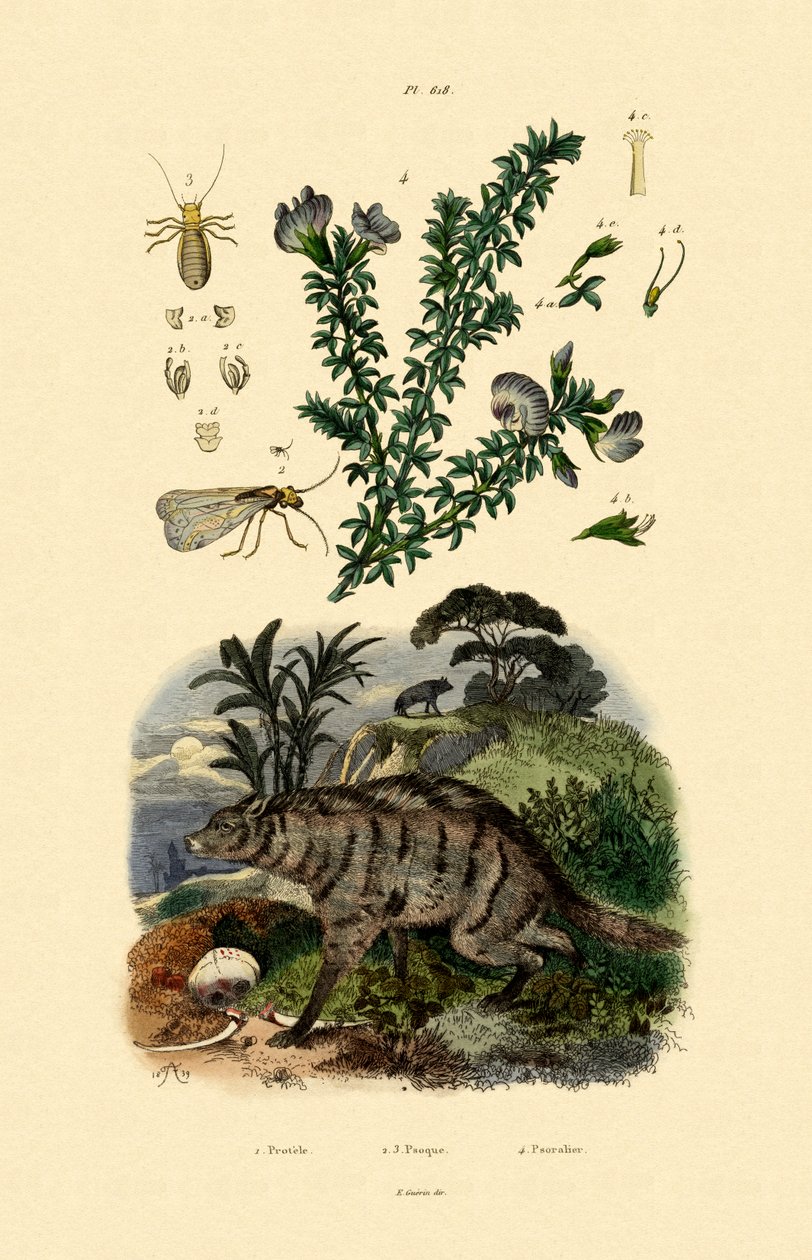 Aardwolf, 1833-39 de French School