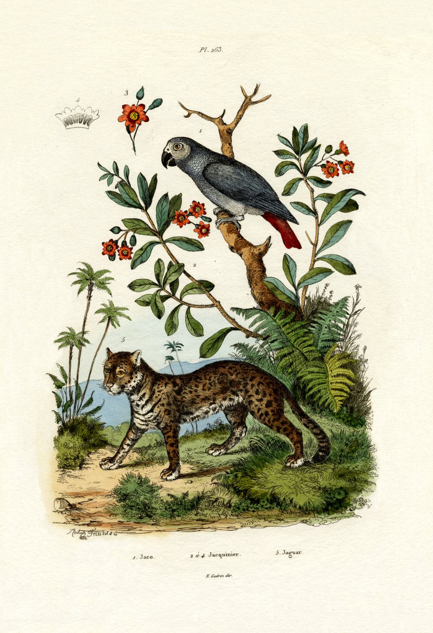 Papagaio do cinza africano, 1833-39 de French School