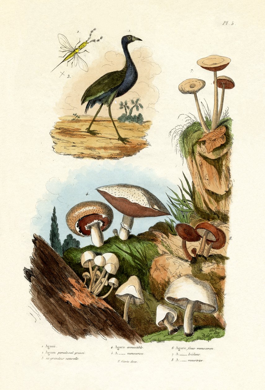 Agami Heron, 1833-39 de French School