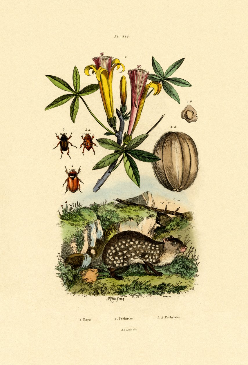 Agouti, 1833-39 de French School