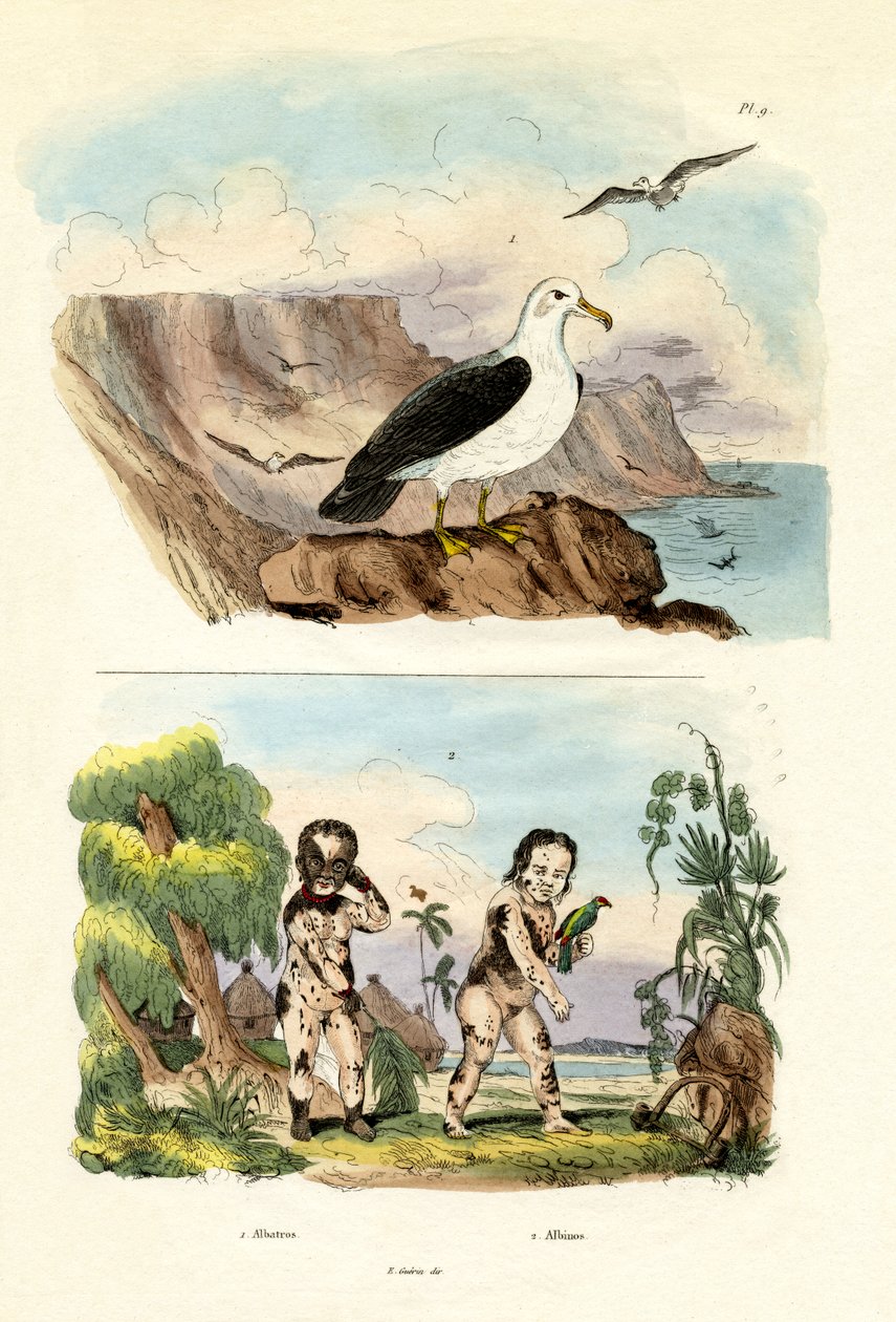 Albatros, 1833-39 de French School