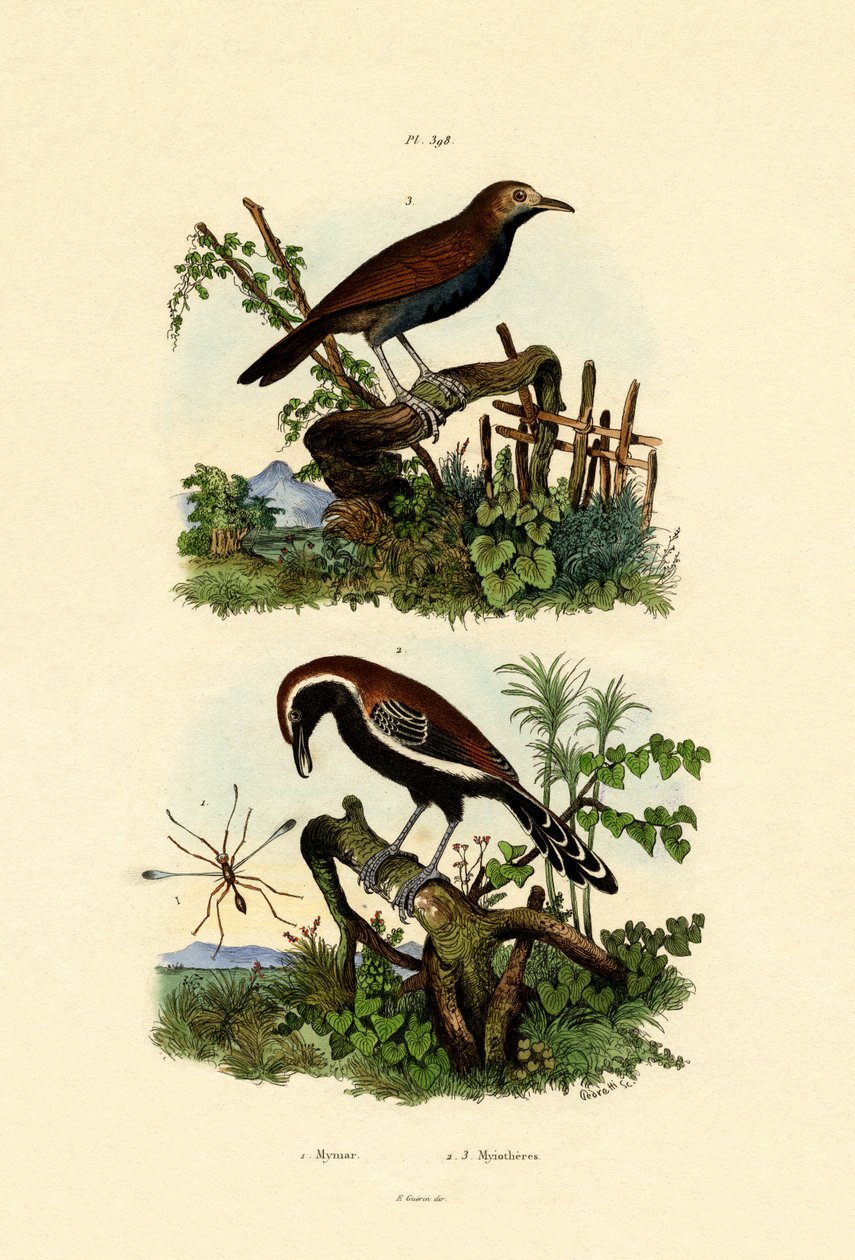 Antbirds, 1833-39 de French School