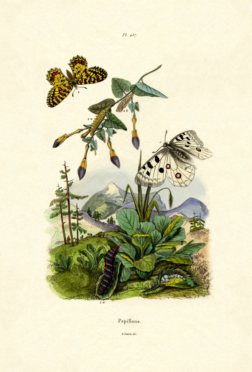 Apollo Butterfly, 1833-39 de French School