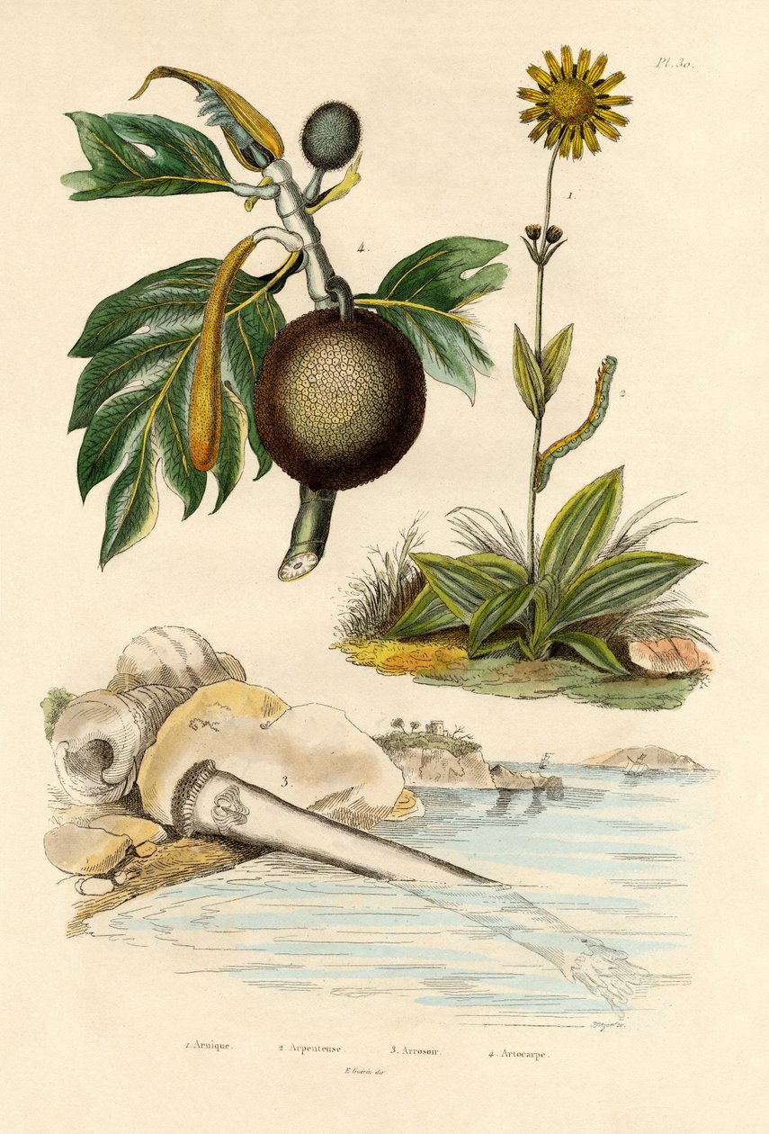 Arnica, 1833-39 de French School