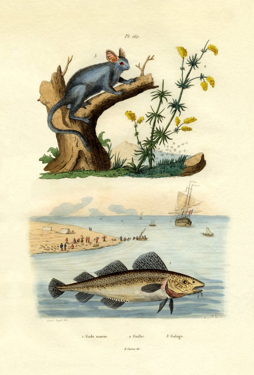 Bacalhau Atlântico, 1833-39 de French School
