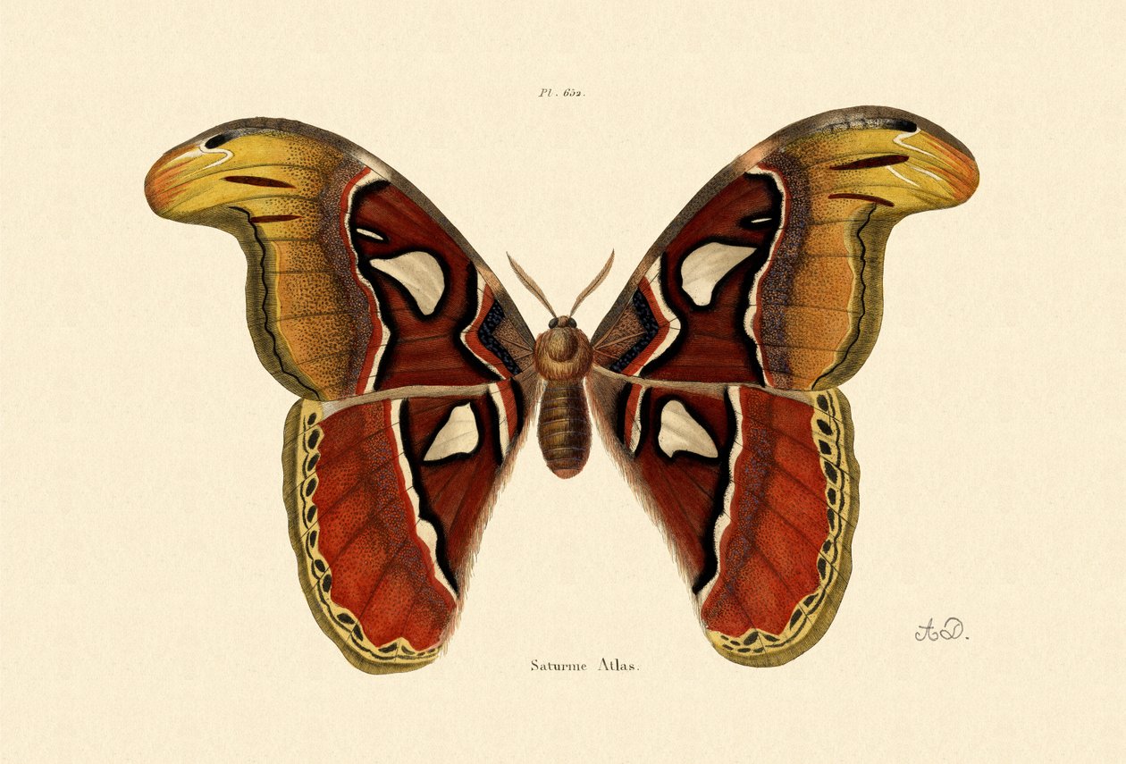 Traça de Atlas, 1833-39 de French School