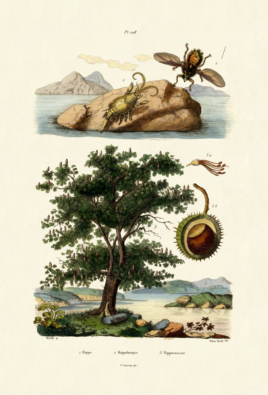 Bug da isca, 1833-39 de French School