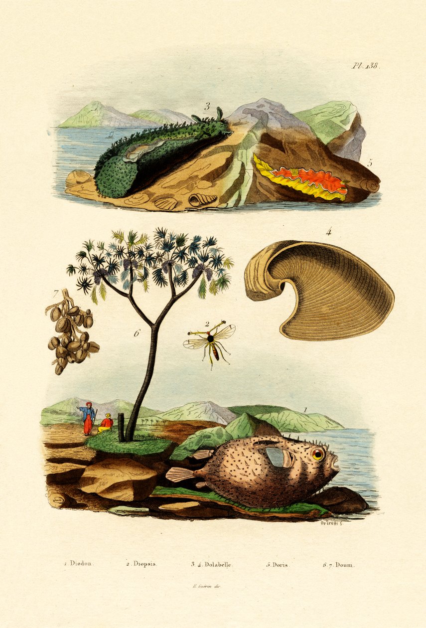 Peixe-balão, 1833-39 de French School