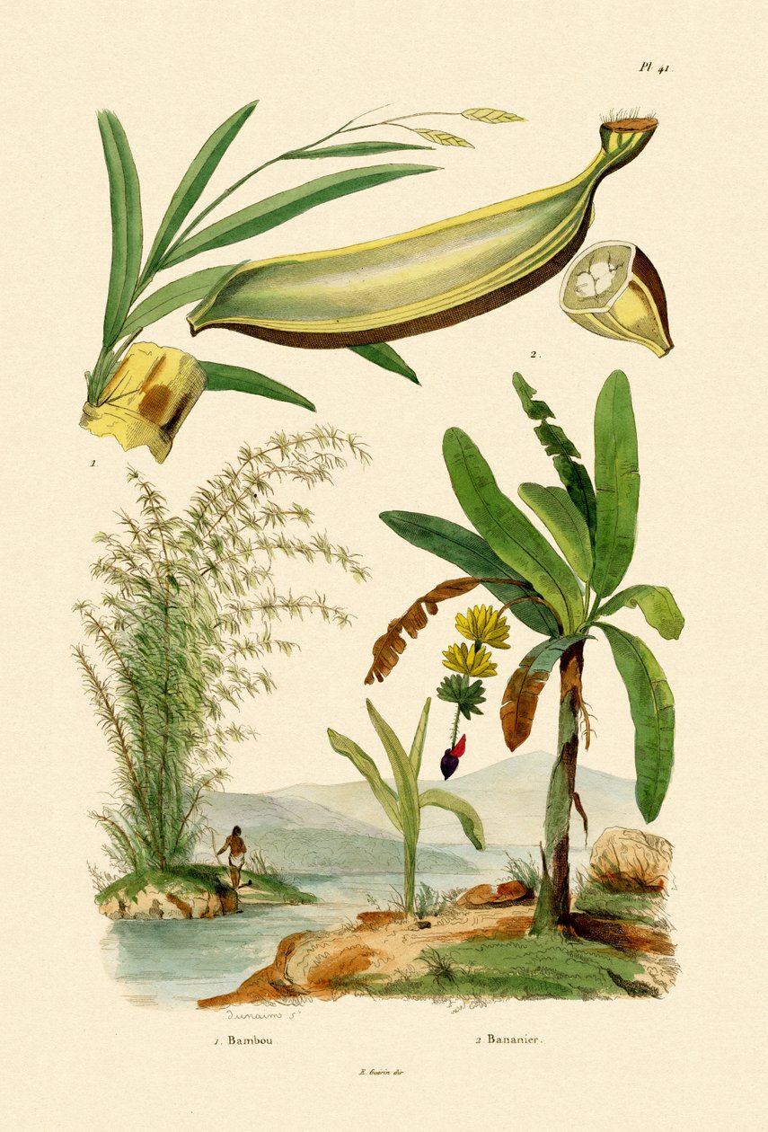 Bambu, 1833-39 de French School
