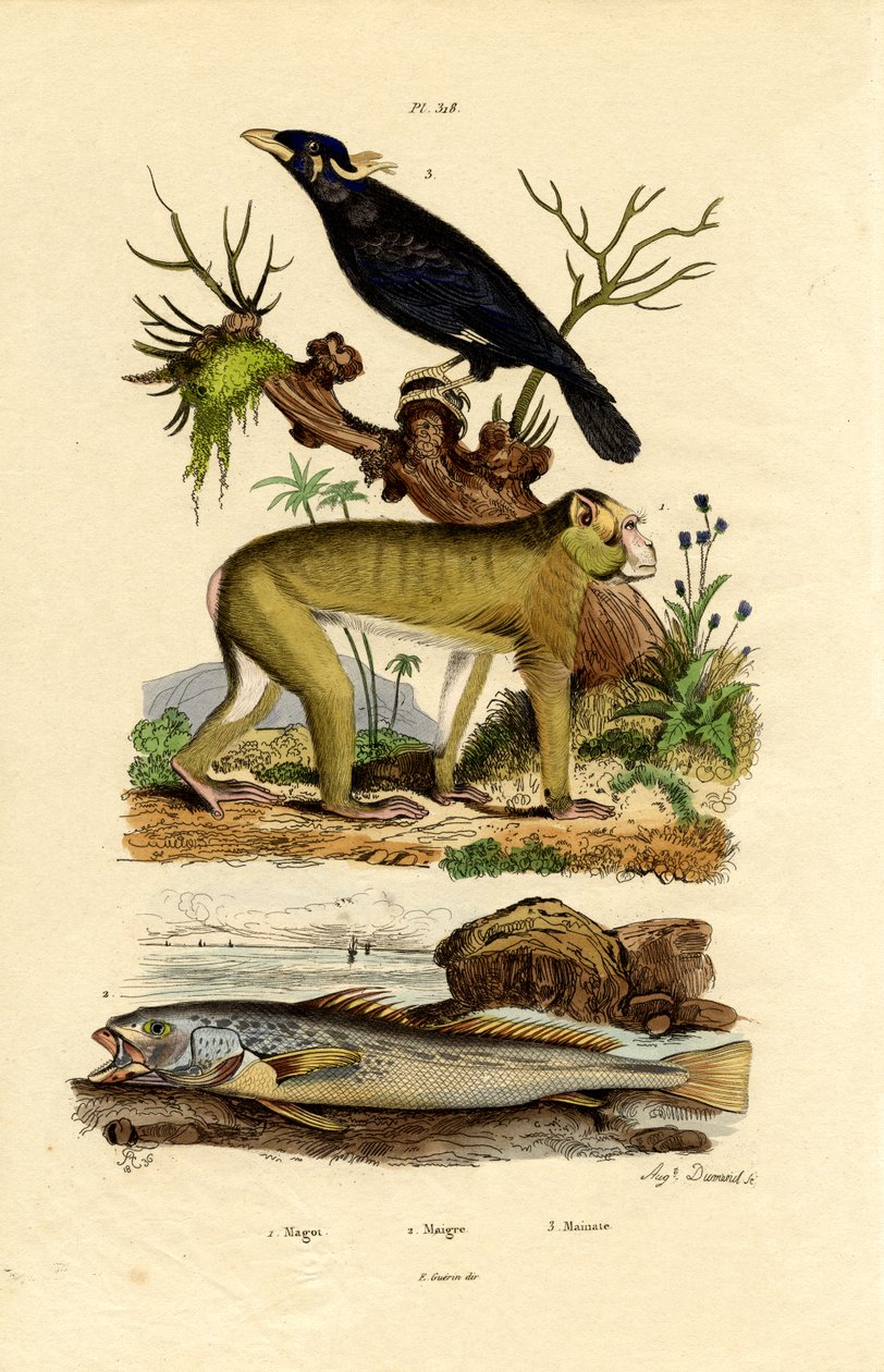Barbary Ape, 1833-39 de French School