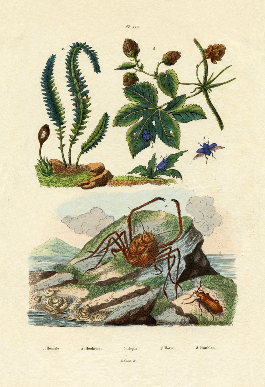 Barberry, 1833-39 de French School