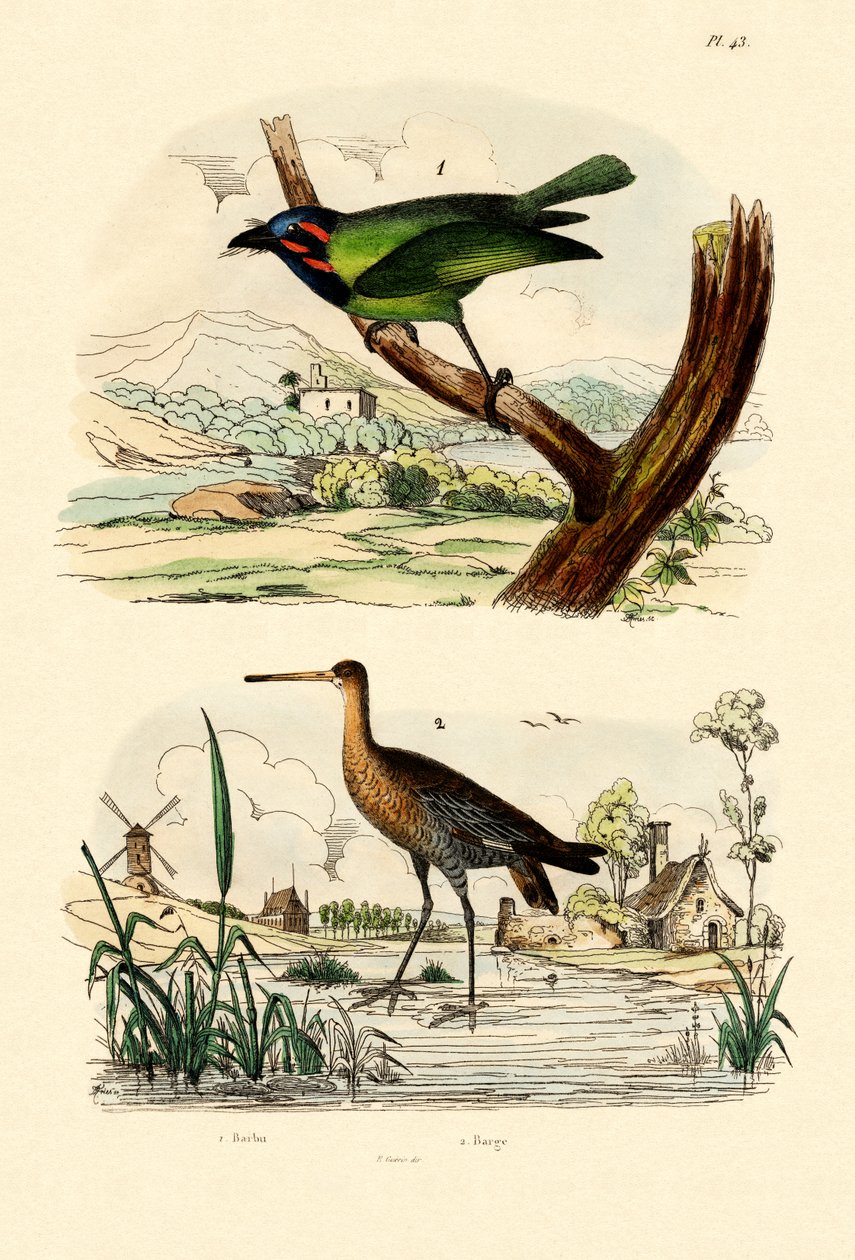 Barbet, 1833-39 de French School