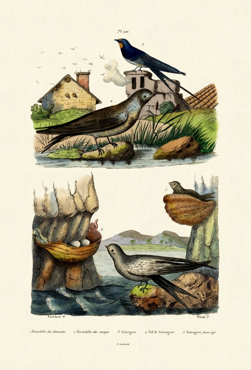 Andorinha de Celeiro, 1833-39 de French School