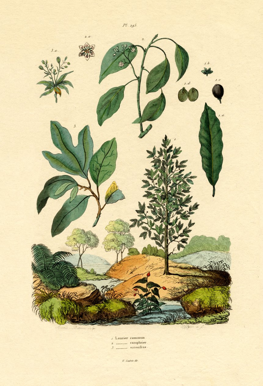 Bay Laurel, 1833-39 de French School