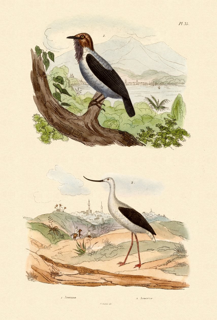Bellbird barbudo, 1833-39 de French School