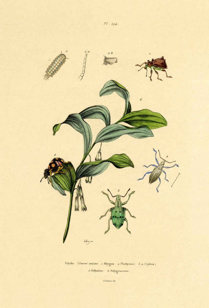 Besouros, 1833-39 de French School