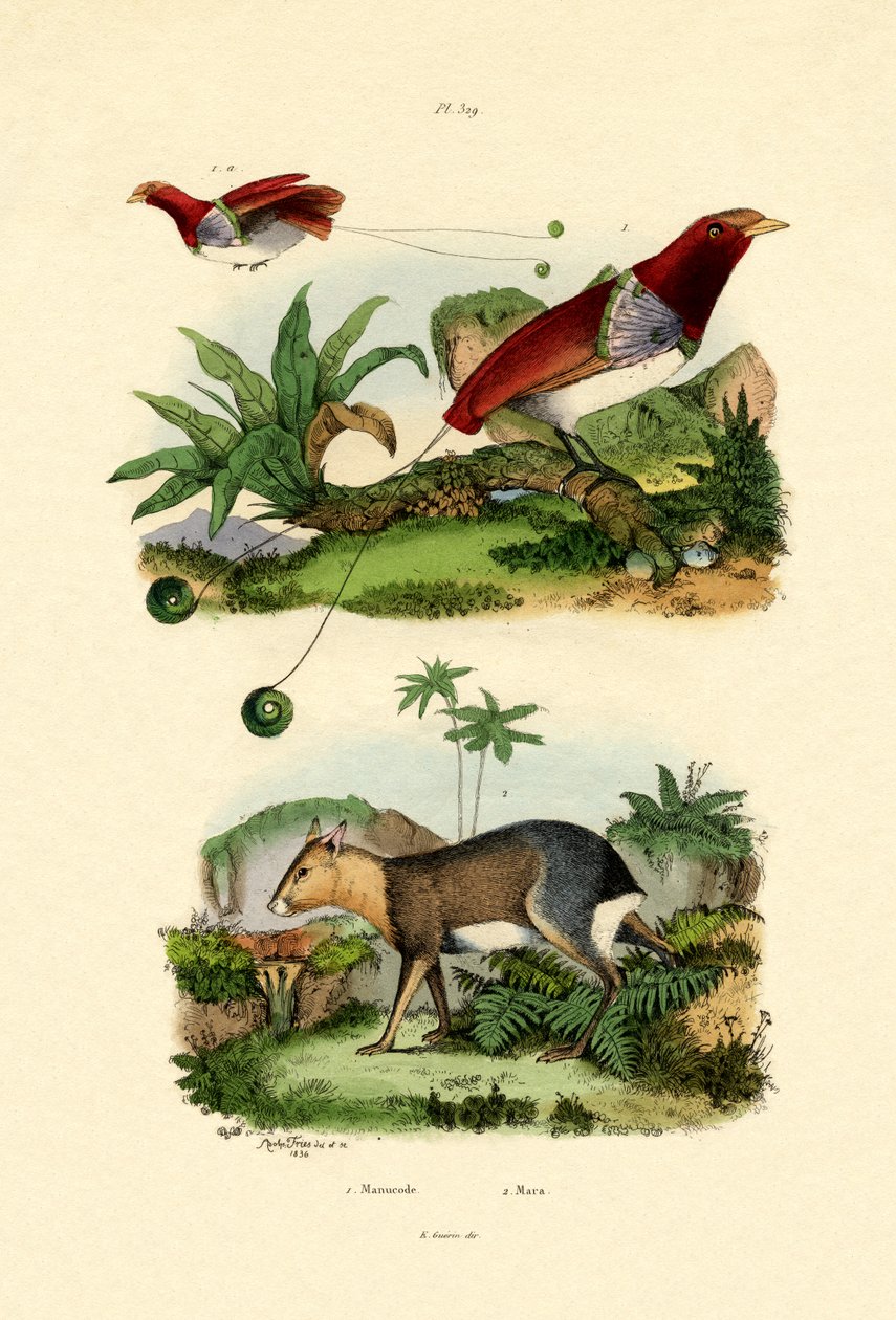 Ave do Paraíso, 1833-39 de French School