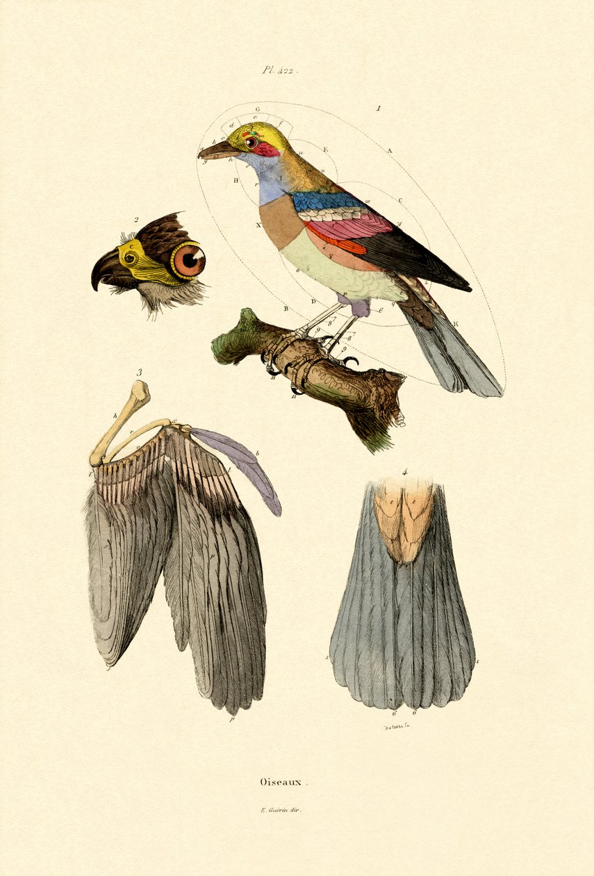 Aves, 1833-39 de French School