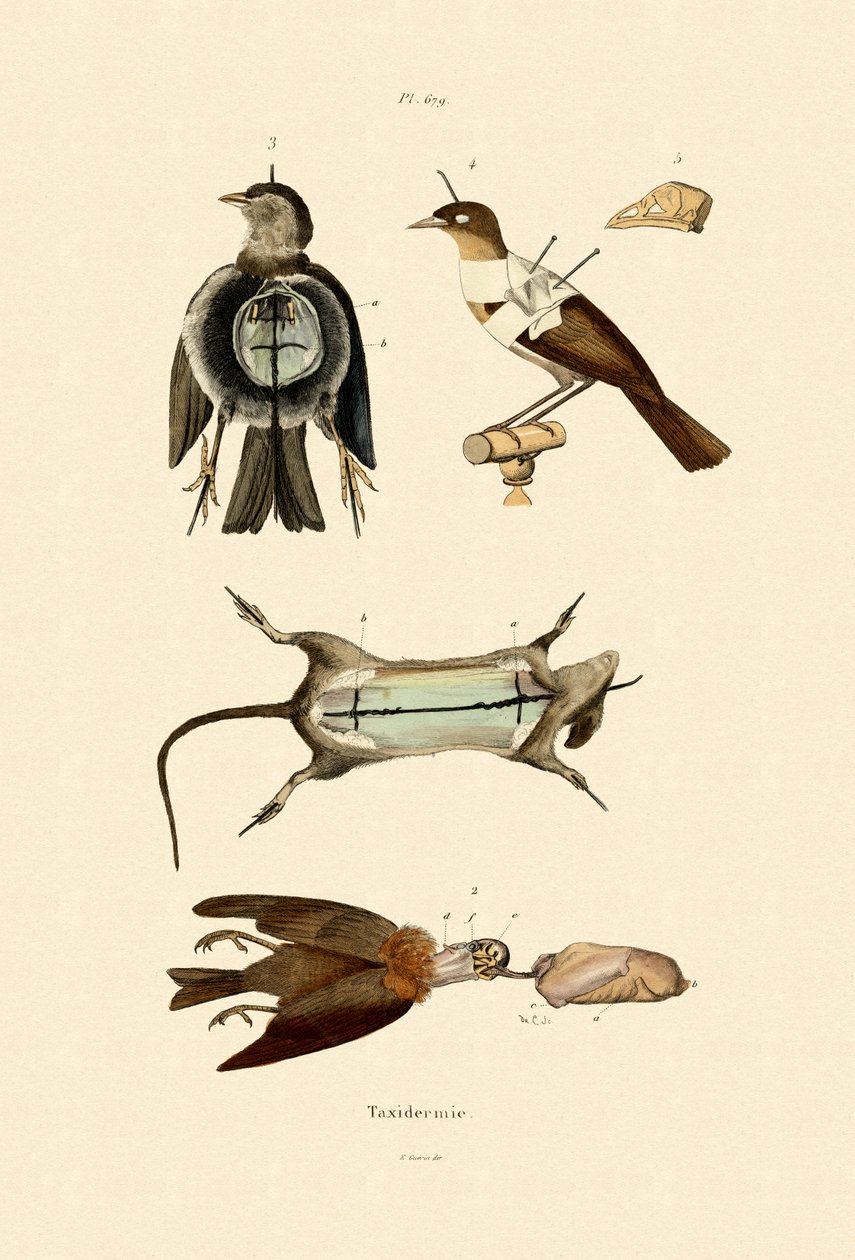 Aves, 1833-39 de French School