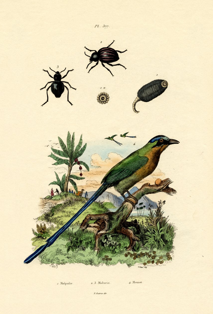 Pepino Preto, 1833-39 de French School