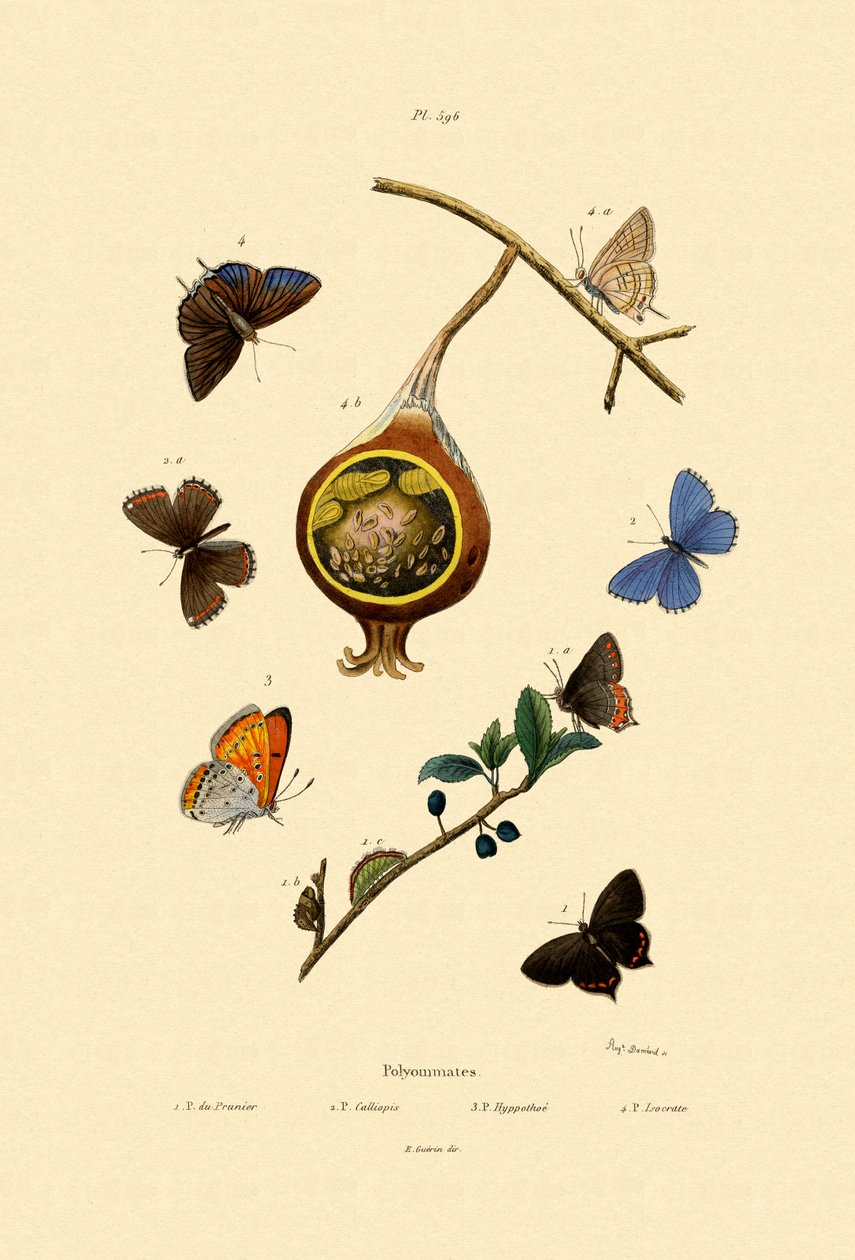 Black Hairstreak, 1833-39 de French School