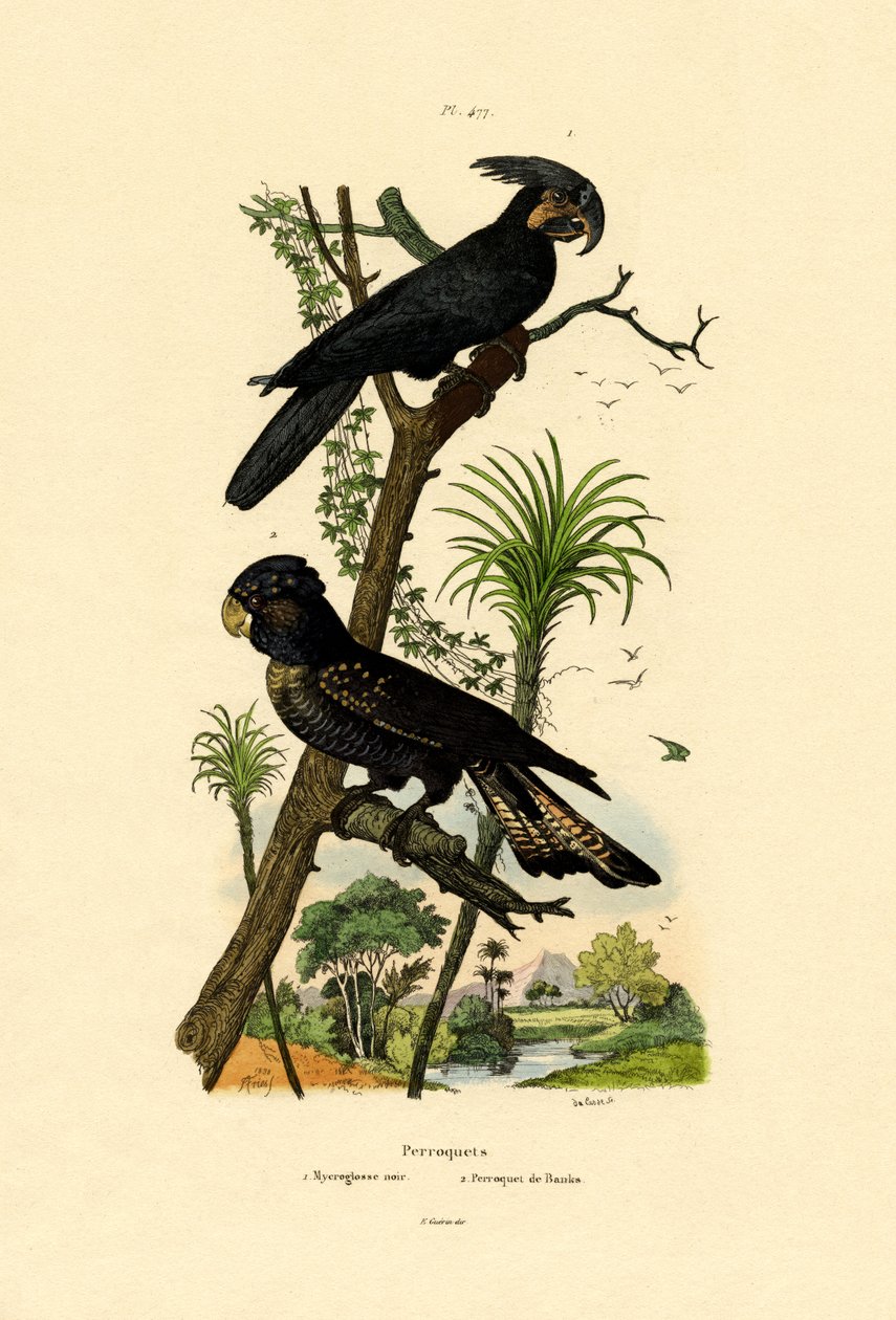 Cacatua preta da palma, 1833-39 de French School